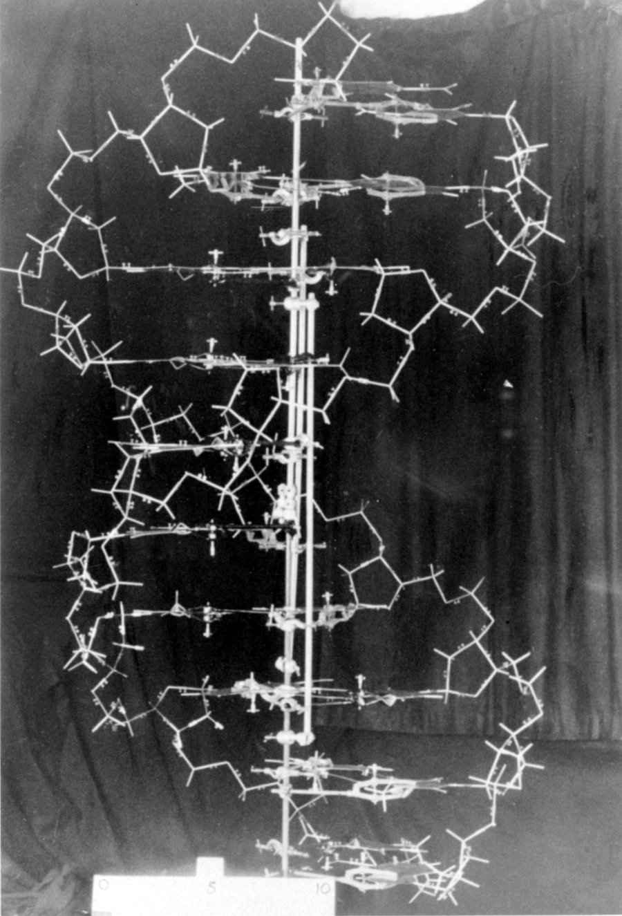 The original DNA demonstration model, designed by James Watson and Francis Crick.