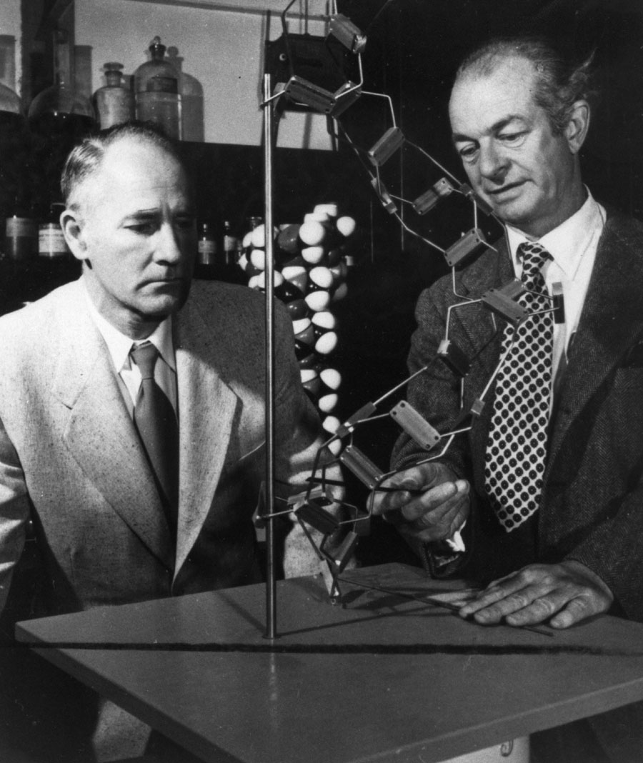 George Beadle and Linus Pauling examining a skeletal model of a polypeptide chain, California Institute of Technology.