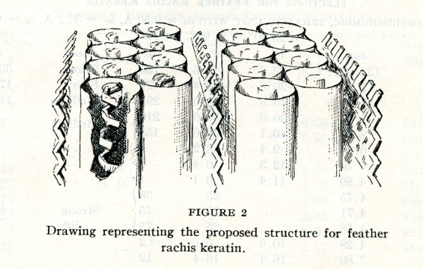 Representation of the structure of feather rachis keratin.