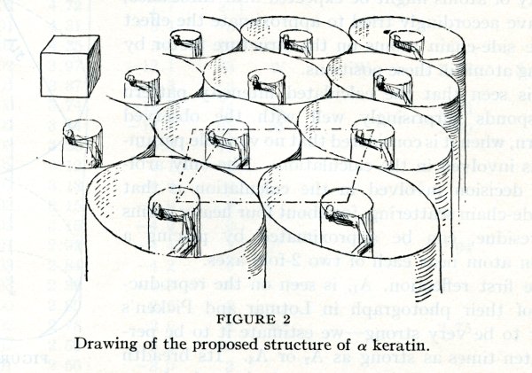 Representation of the structure of alpha-keratin.