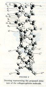 Representation of the collagen-gelatin molecule.