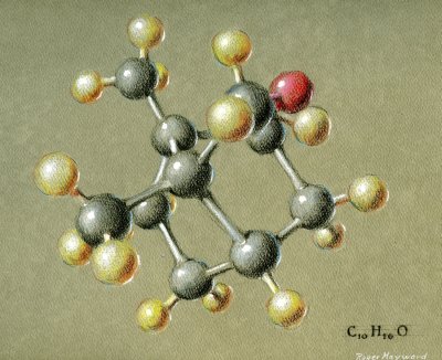 Pastel drawing of Camphor. Page 1. 1964
