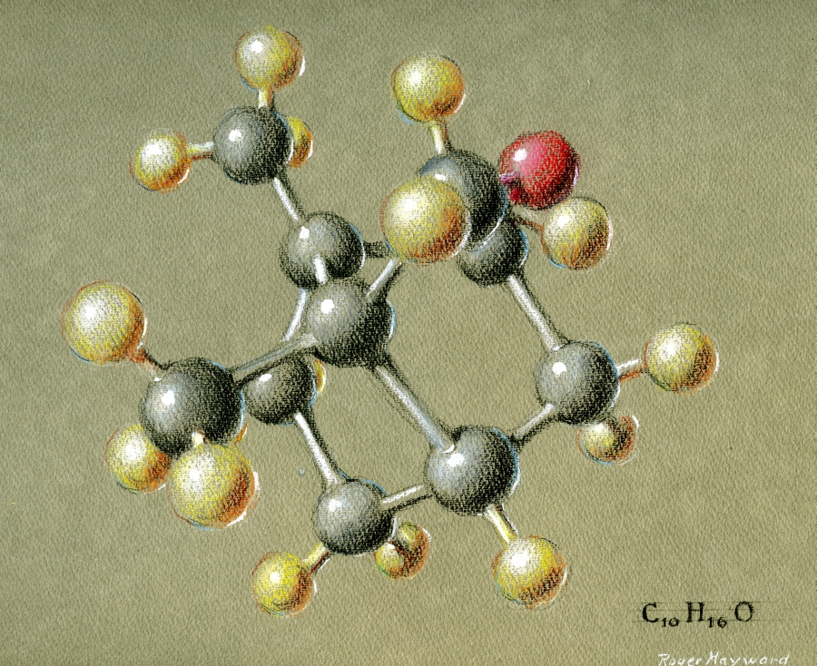 Pastel drawing of Camphor.