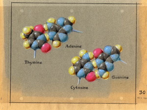Pastel depiction of the DNA base pairs.