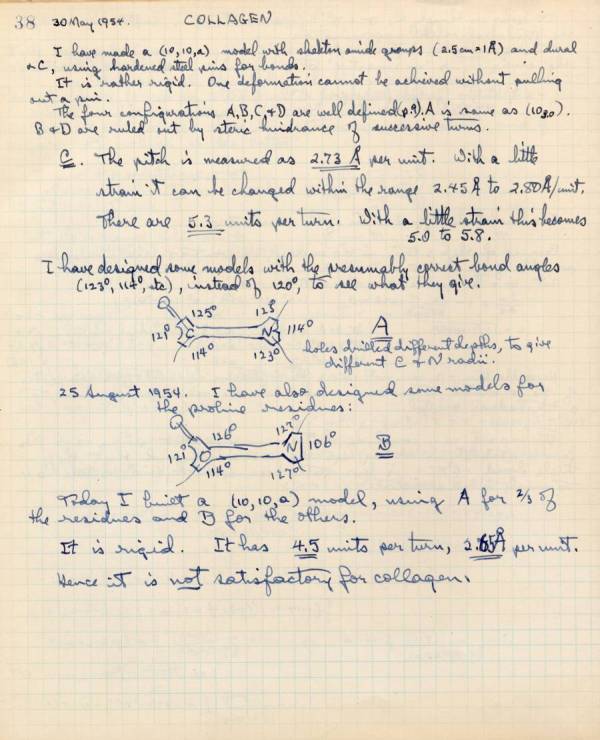 Notes re: Collagen. Page 38. May 30, 1954