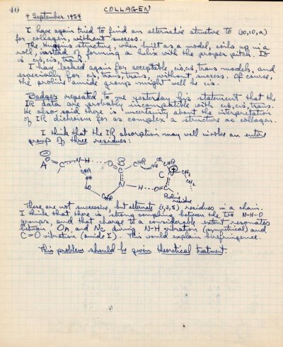 Notes re: Collagen. Page 40. September 4, 1954