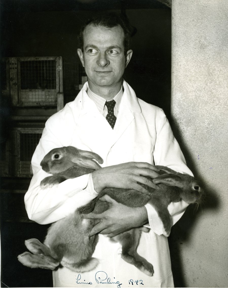 Linus Pauling holding two laboratory rabbits.