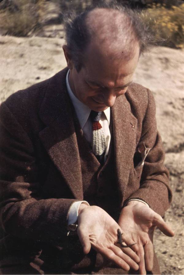 Linus Pauling examining a small lizard.