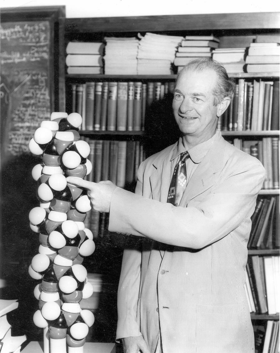 Linus Pauling gesturing toward a model of the alpha-helix.