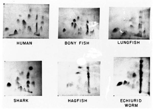 Hemoglobin fingerprints of various species.