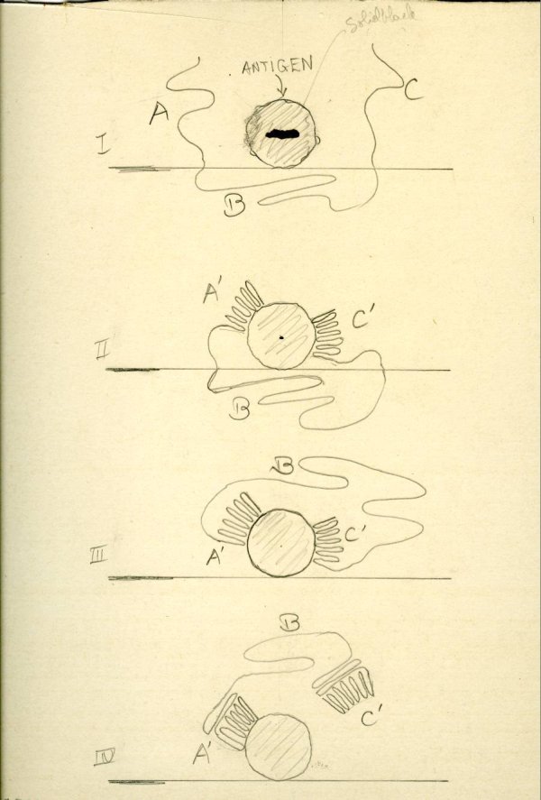Drawings of antigens and antibodies by Linus Pauling.