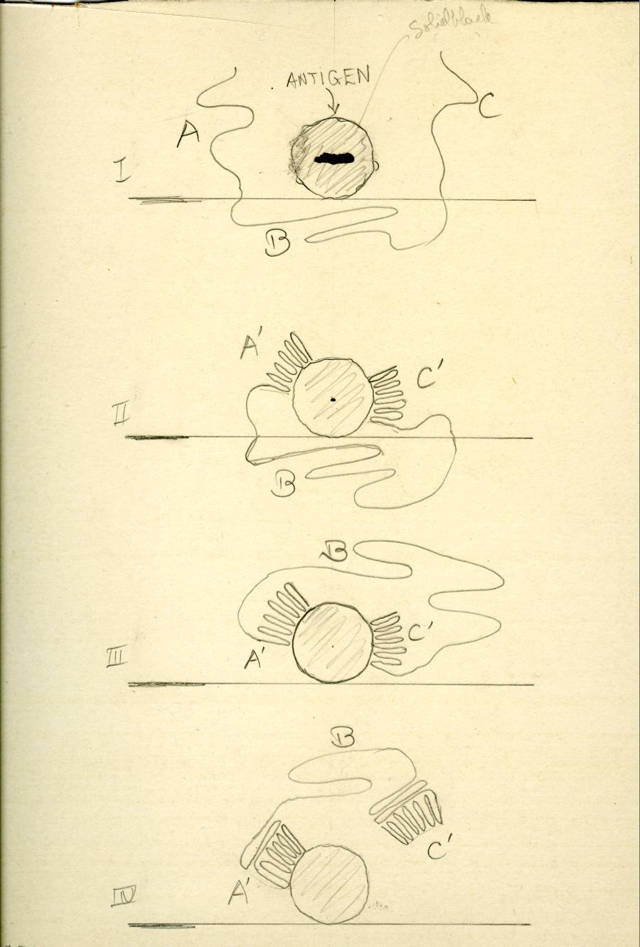 Drawings of antigens and antibodies by Linus Pauling.