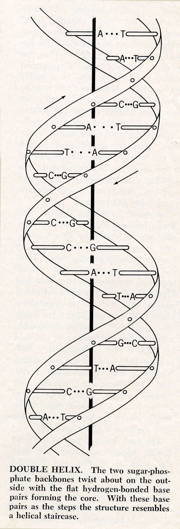 Diagram of the double-helix structure of DNA.