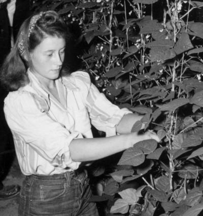Margaret Moss picking beans, 1946.