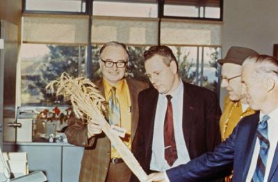<p>Men examining the Hyslop wheat variety. From left to right: R. <span class='highlight1 bold'>W</span>. <span class='highlight2 bold'>Henderson</span>, Warren Kronstad (former Genetics Program director), Tom Jackson and Norman Borlaug. The men were examining a new wheat variety named after</p><p>				Professor George R. Hyslop.</p>