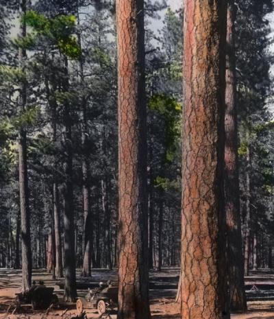 <p>Yellow pine tree, ca. 1925. Image annotated: "Typical Central <span class='highlight1 bold'>Oregon</span> forest scene. The forests here are remarkably free from underbrush. There are many acres of these pine forests containing billions of feet of excellent</p><p>				lumber."</p>