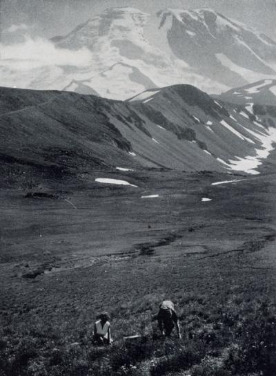 <p>Image included in the article "Collecting Western Alpines by Air" by Warren C. <span class='highlight1 bold'>Wilson</span>. The image is captioned "The 'mighty' collectors on the slope of Fremont Mt.; Burroughs Mt., in the center across the valley and</p><p>				impressive Mt. Rainier in the distance."</p>