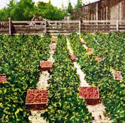Oregon Strawberries postcard image.