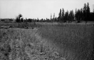 Flax field at the Lester Burley farm, Canby, Oregon. ca 1940s.