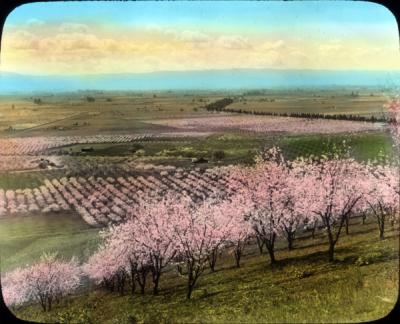 Prune Orchard near Santa Clara, California, undated.