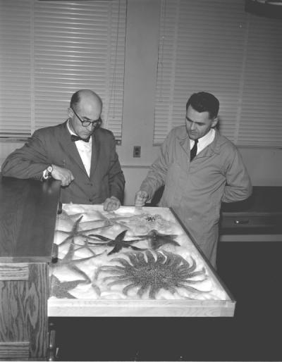 Two unidentified men examining starfish specimens, ca. 1960s.