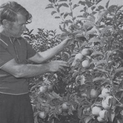Mel Westwood examining the abundance of normal-sized fruit on his mini-trees, ca. 1972.
