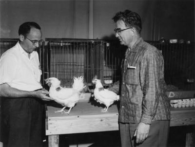 A midget chicken held by Dr. Paul Bernier (right) being compared to a normal-size chicken held by Dr. George Arscott (left), July 1958. Their project had hoped to develop small chickens that could lay as many eggs on less feed than normal-sized chickens.