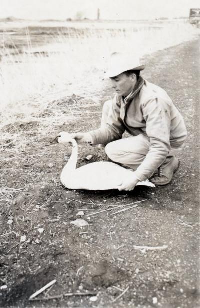 Swan encountered on a big game field trip, 1948.