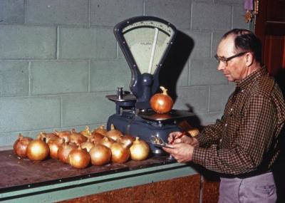 Superintendent Neil Hoffman at the Malheur Experiment Station weighing onions, 1968