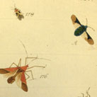 Jack Lattin Entomology Collection