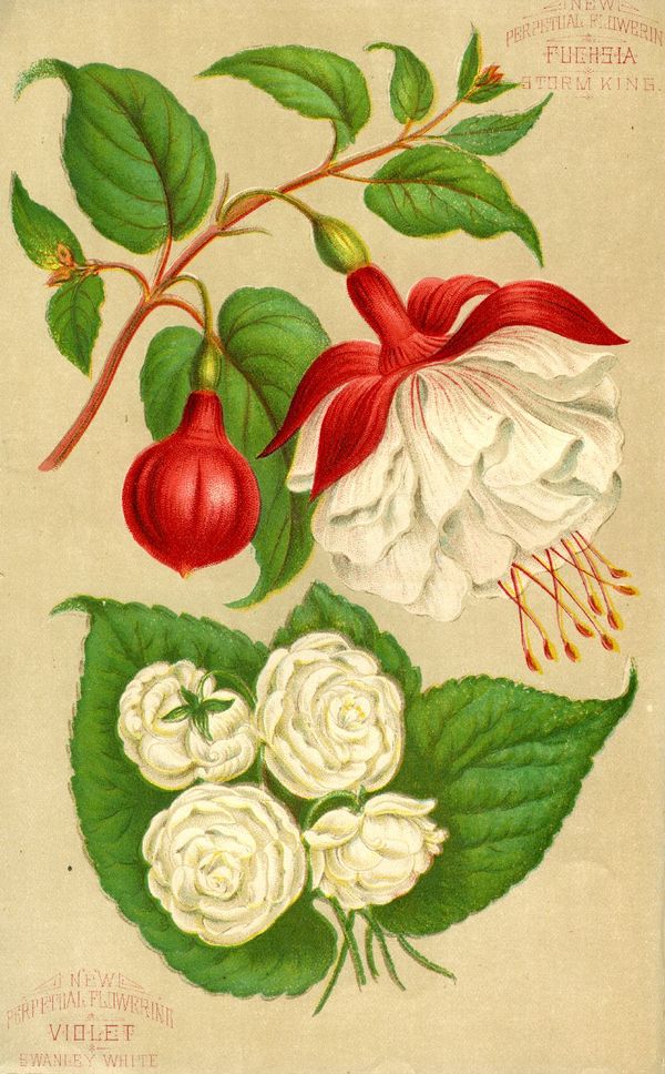 1886.003-fuchsias.jpg