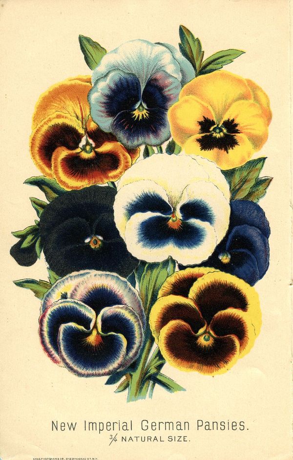 1886.003-pansies.jpg