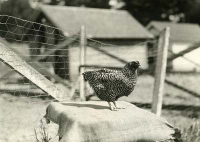 P040_0077_PlymouthRockHen-900w.jpg