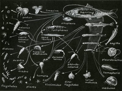 gc11.g732-foodchain-04-900w.jpg