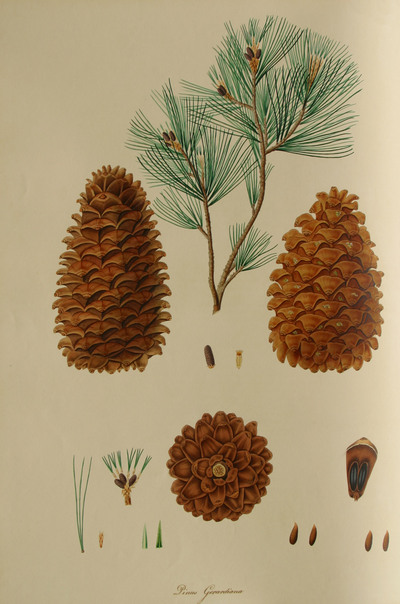 pine-03.jpg