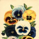 1886.003-pansies.jpg