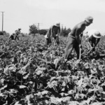 Japanese American workers hoeing beets