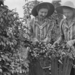 Two young women picking hops