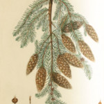 pine-01.jpg