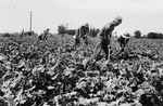 p120_2429_japaneseamerican_workers_hoeing_beets_d15ea1cd04.tif