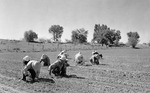 p120_2721_japaneseamerican_workers_planting_onions_28613aae8a.tif