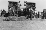 p120_2407_native_americans_working_pea_viner_af0c044fdc.tif