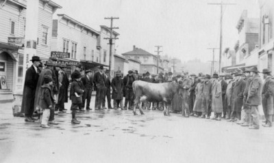 Cattle Judging, 1918