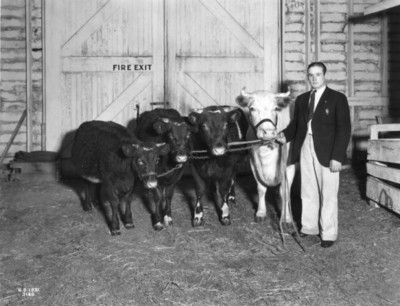 Cliff Conrad with Champion Herd, 1931