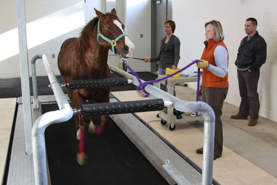 OSU veterinary medicine faculty working with a horse on a high-speed treadmill