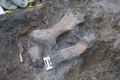 Mammoth bones discovered during construction of the Valley Football Center at Reser Stadium