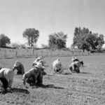 Japanese American workers planting onions