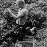 Ray Streight picking blackcap raspberries