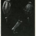 Reproduced illustration of opium poppy capsules and a knife.