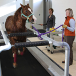 horse-treadmill.jpg